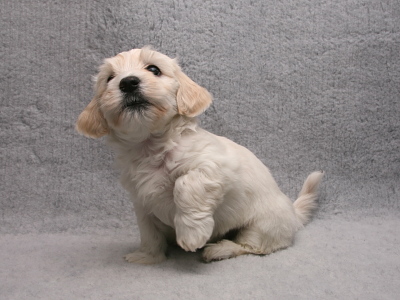 Bichon Havanais hvalp fra Kennel Miki Nanoq